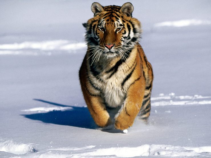 La tigre più grande del mondo