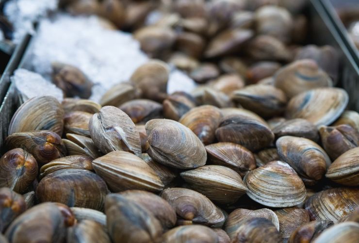 Vongole sopra al ghiaccio