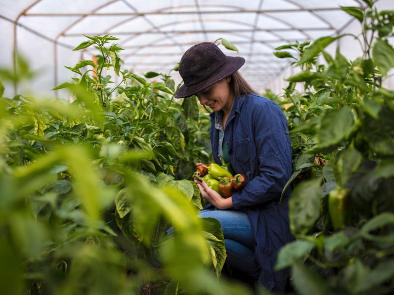 Nuove agevolazioni per le imprese agricole 2024: le novità