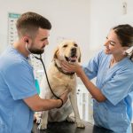 detrazione spese veterinarie