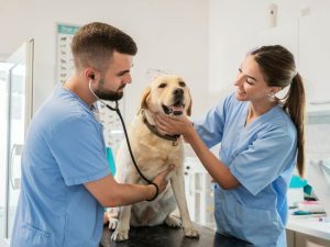 detrazione spese veterinarie