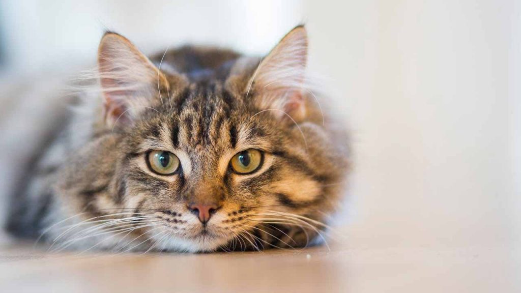 Avvistato il gatto più grande al mondo, è grande come un cane ma ha artigli ed è velocissimo | Può uccidere un essere umano