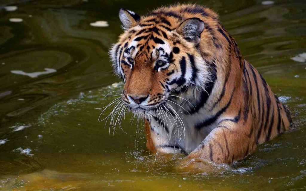 Avvistata la tigre più grande del pianeta: sembra provenire dalla preistoria | È grande come un automobile